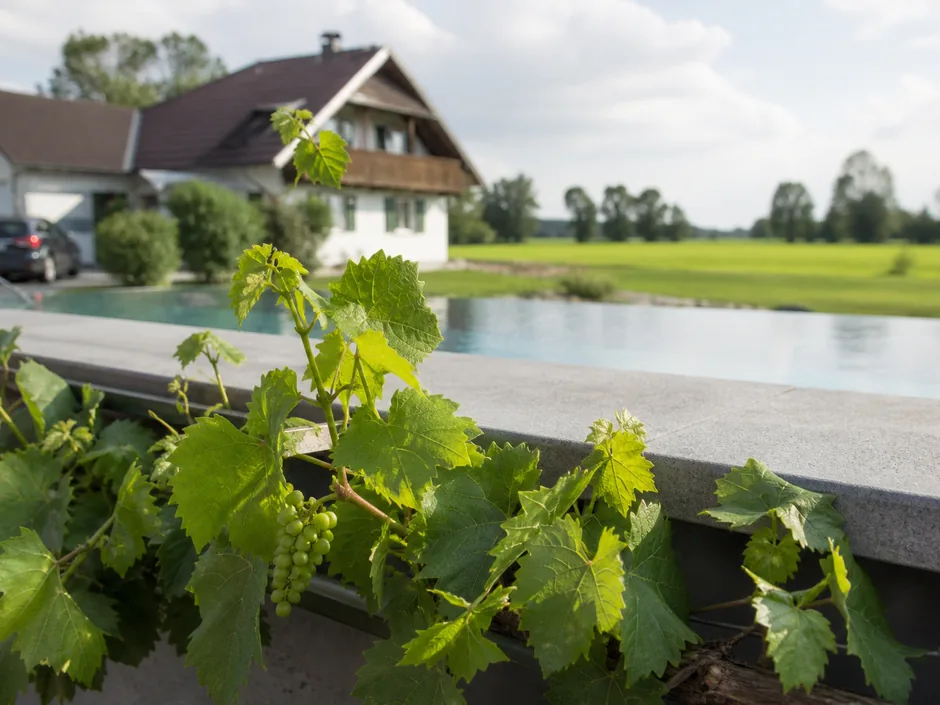 Weinreben am Grundstücksrand, dahinter die Beckenkante